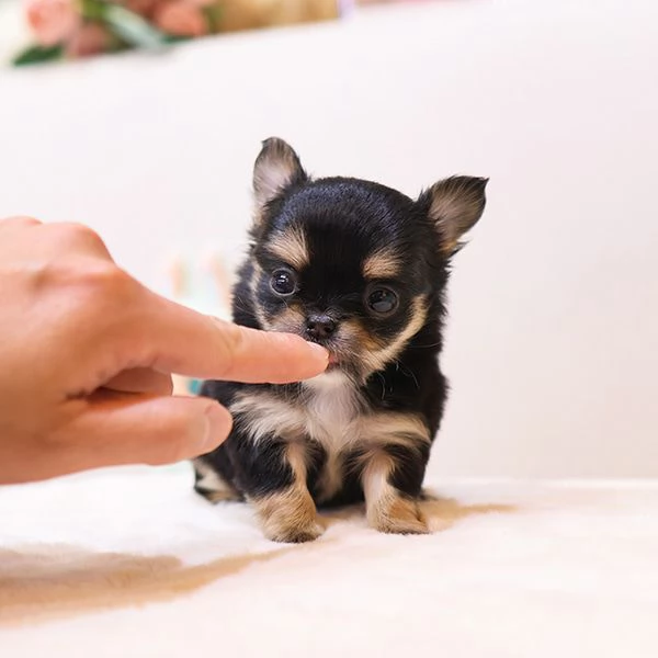 Bella tazza da t Chihuahua a pelo lungo Cuccioli disponibili | Foto 1