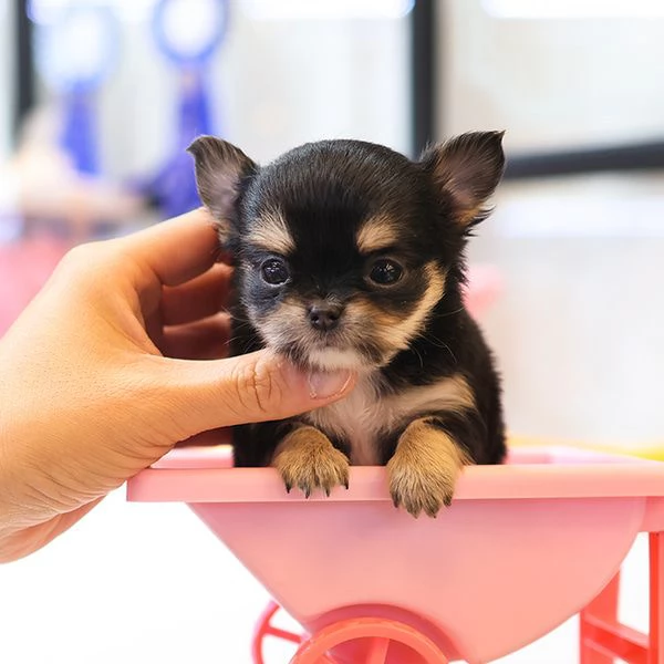 Bella tazza da t Chihuahua a pelo lungo Cuccioli disponibili | Foto 0