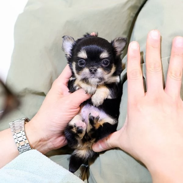 Bella tazza da t Chihuahua a pelo lungo Cuccioli disponibili