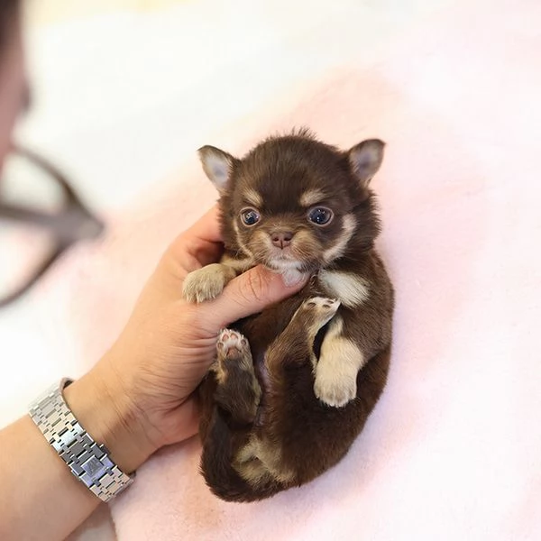 Baby Face capelli lunghi Chihuahua tazza da t Cuccioli Pronti | Foto 1