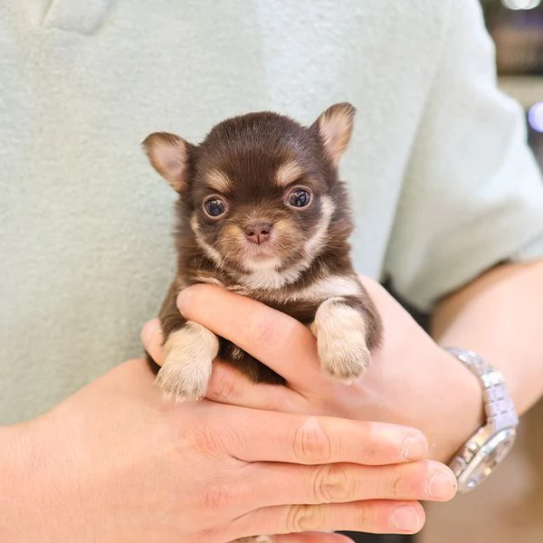 Baby Face capelli lunghi Chihuahua tazza da t Cuccioli Pronti