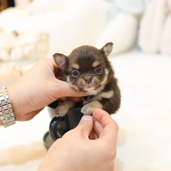 Baby Face capelli lunghi Chihuahua tazza da t Cuccioli Pronti | Foto 0