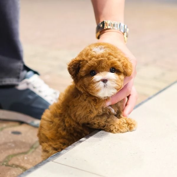 Cuccioli di barboncino pronti per nuove case