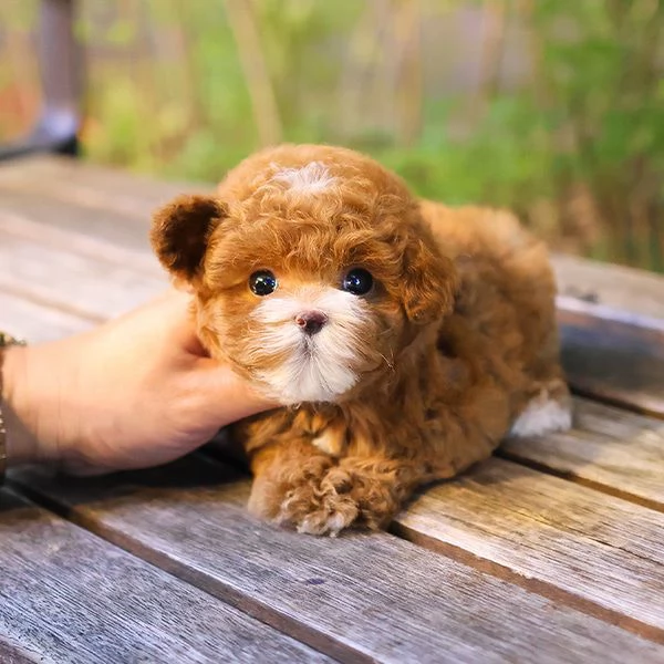 Cuccioli di barboncino pronti per nuove case | Foto 0