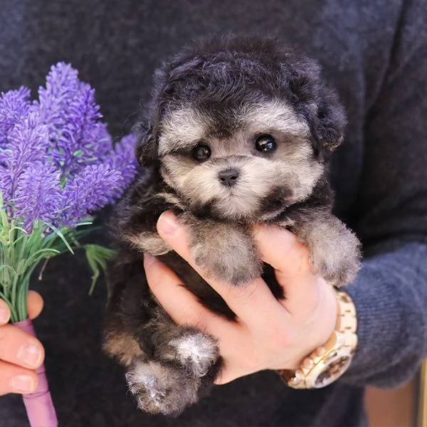 Cuccioli di barboncino pronti per nuove case