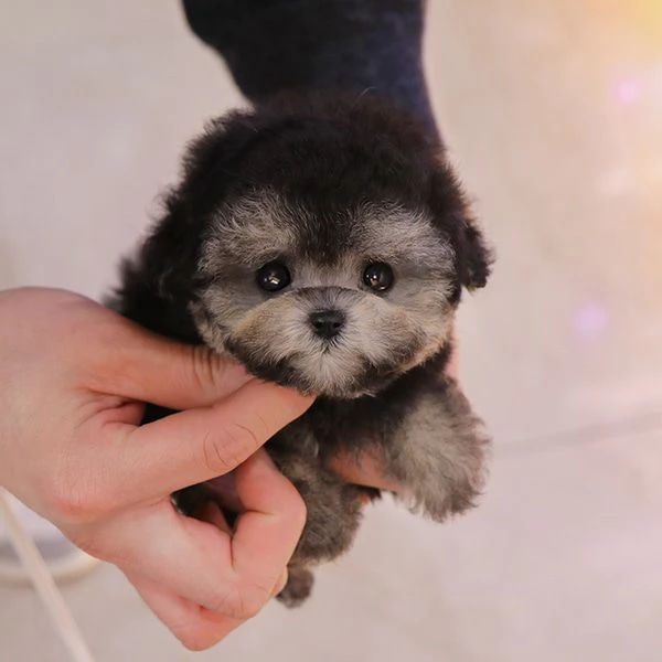 Cuccioli di barboncino pronti per nuove case | Foto 1