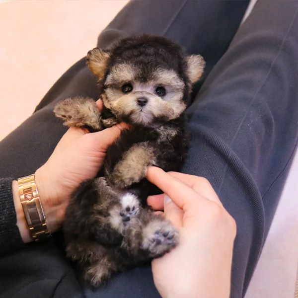 Cuccioli di barboncino pronti per nuove case | Foto 0