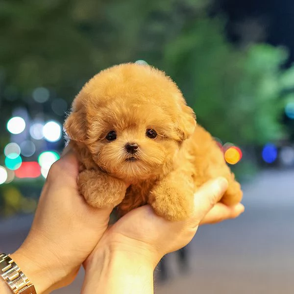Cuccioli di barboncino pronti per nuove case