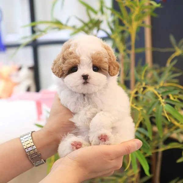  Cuccioli di barboncino per case carine