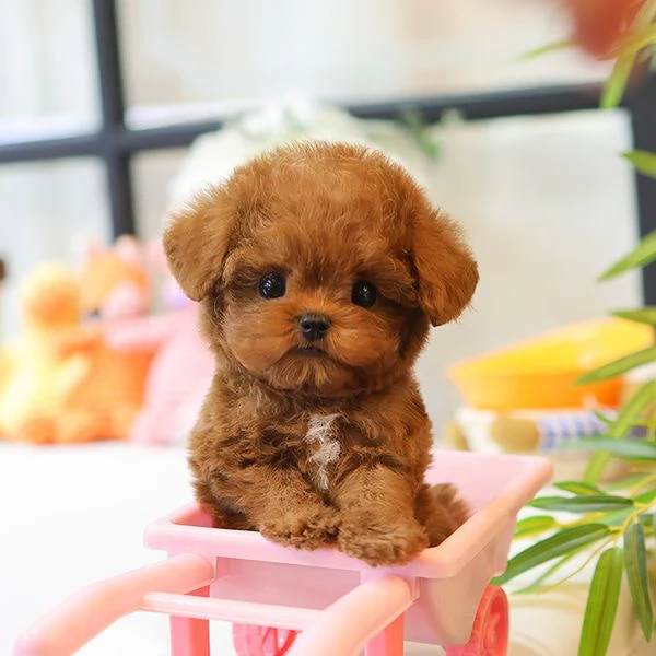 Cuccioli di barboncino per case carine | Foto 1