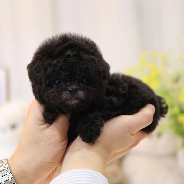 Cuccioli di barboncino per case carine | Foto 0