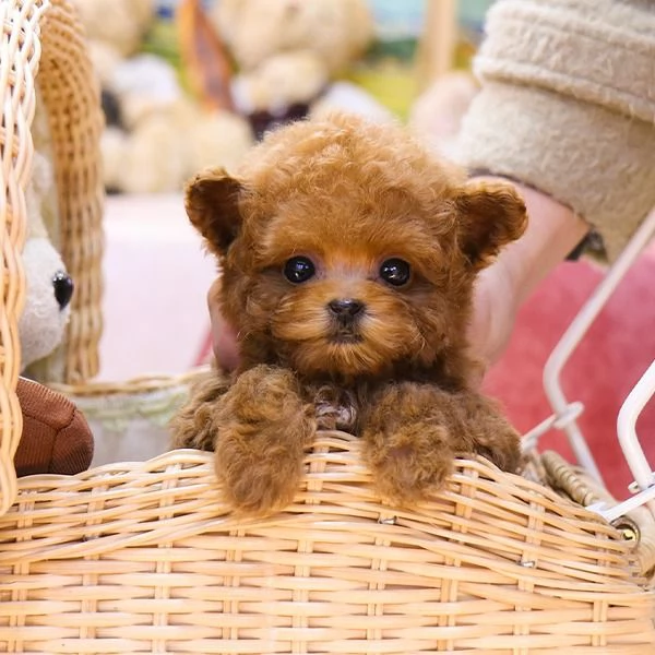 Cuccioli di barboncino pronti per nuove case