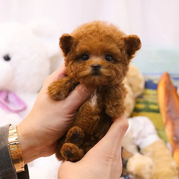 Cuccioli di barboncino pronti per nuove case | Foto 1