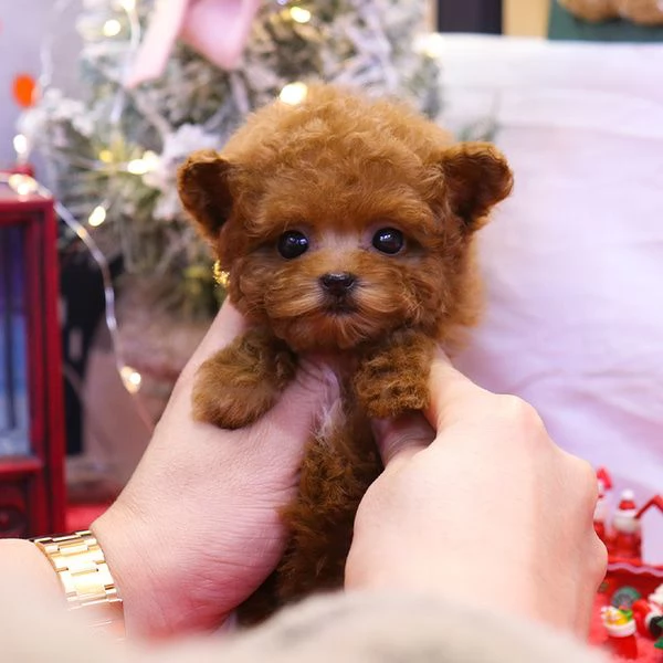 Cuccioli di barboncino pronti per nuove case | Foto 0