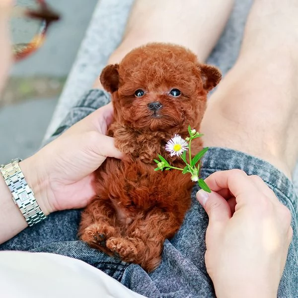 Cuccioli di barboncino addestrati per ladozione