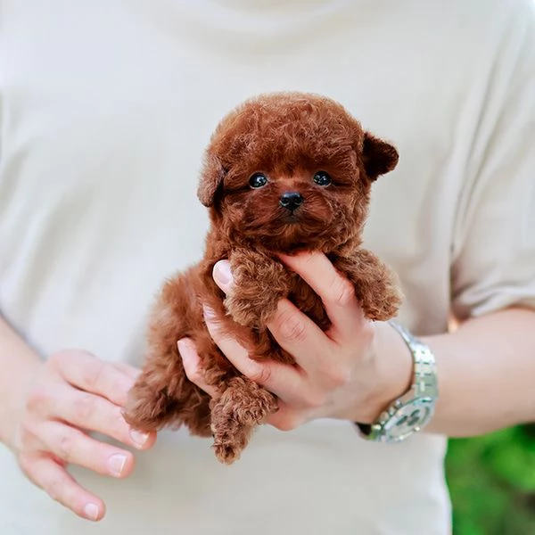 Cuccioli di barboncino addestrati per ladozione | Foto 0