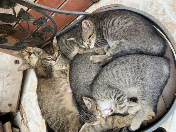 Dolci gattini cercano casa  | Foto 2
