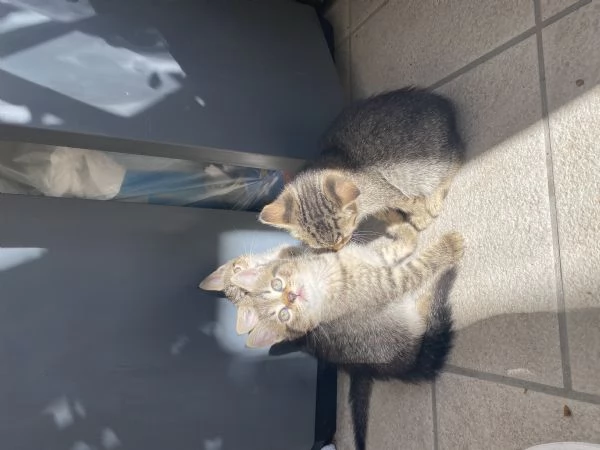 Dolci gattini cercano casa  | Foto 1