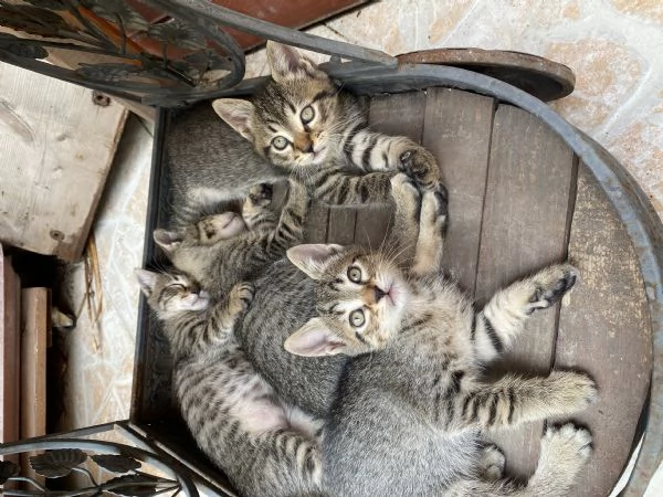 Dolci gattini cercano casa  | Foto 0