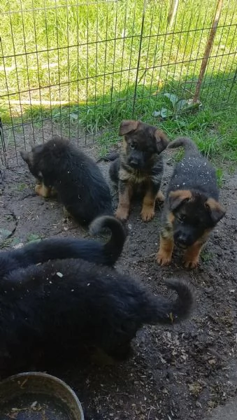Bellissimi Cuccioli Pastore Tedesco  | Foto 3