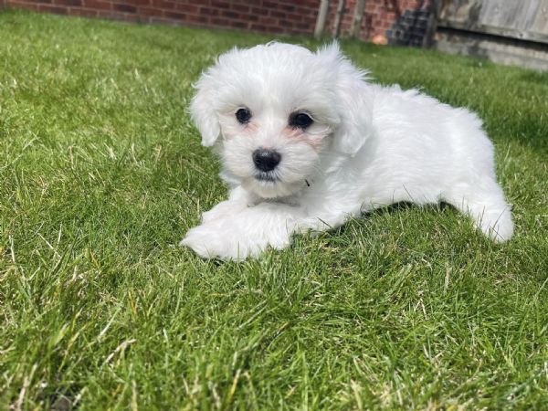 CUCCIOLI MALTESE TOY