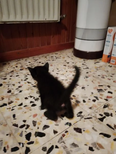 Gattini cercano casa | Foto 4