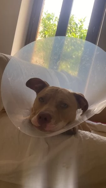 Pitbull per monta | Foto 6