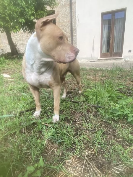 Pitbull per monta | Foto 3