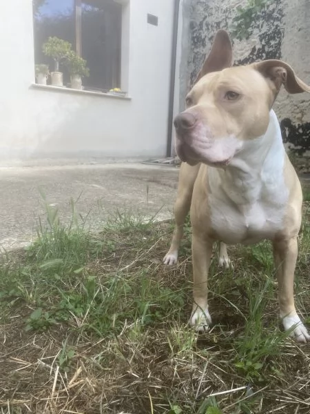 Pitbull per monta | Foto 2