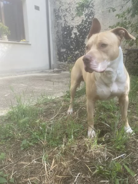 Pitbull per monta