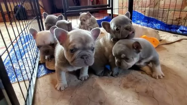 Cuccioli di Bulldog Francese 