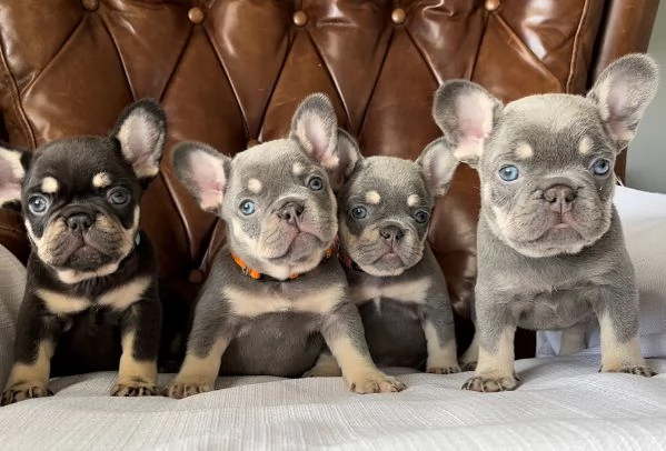 Cuccioli di Bulldog Francese in Adozione