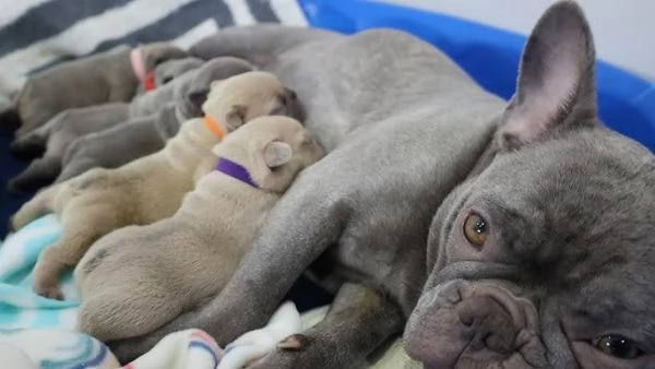  Cuccioli di Bulldog francese pedigree ENCI