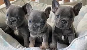  CUCCIOLI DI BULLDOG FRANCESE