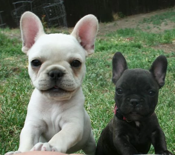 Adorabili Bulldog Francesi in vendita