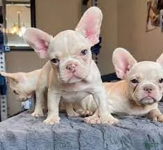 Adorabili Bulldog Francesi in vendita | Foto 0