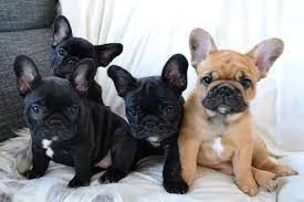 Cuccioli di Bulldog Francese Eccezionali | Foto 0