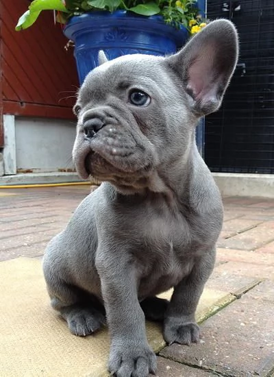 Cuccioli di bulldog francese da adottare 