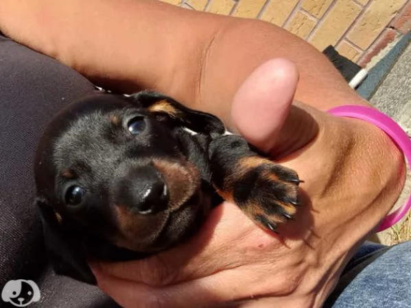 Splendidi cuccioli di bassotto | Foto 0