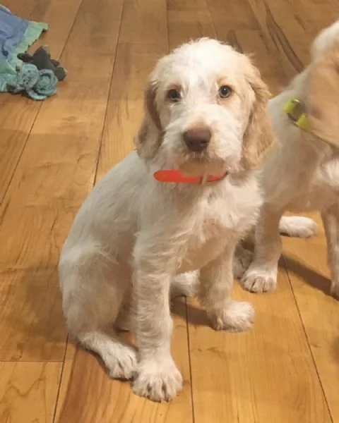 Cuccioli di Spinone Italiano maschi e femmine disponibili Contattateci per maggiori informazioni | Foto 1