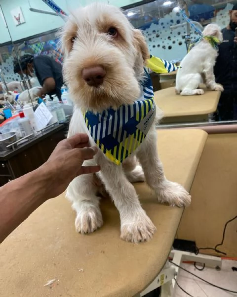 Cuccioli di Spinone Italiano maschi e femmine disponibili Contattateci per maggiori informazioni | Foto 0