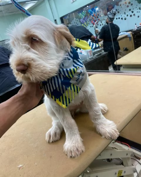 Cuccioli di Spinone Italiano maschi e femmine disponibili Contattateci per maggiori informazioni | Foto 0