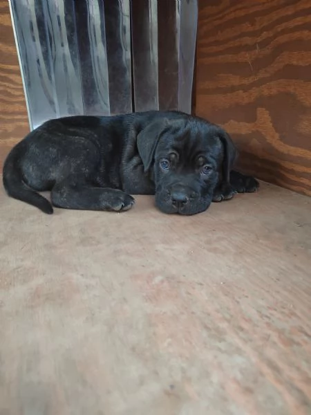 Cuccioli Cane Corso con Pedigree | Foto 5