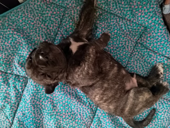 Cuccioli Cane Corso con Pedigree