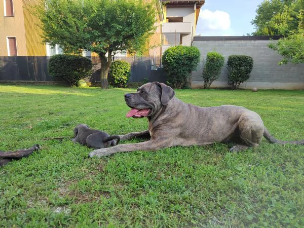 Cuccioli Cane Corso con Pedigree | Foto 4