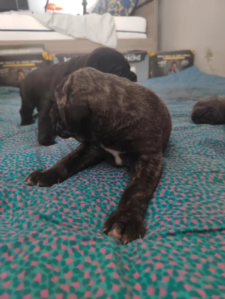 Cuccioli Cane Corso con Pedigree | Foto 5