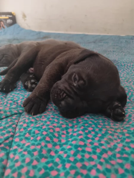 Cuccioli Cane Corso con Pedigree | Foto 4