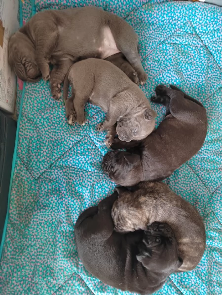 Cuccioli Cane Corso con Pedigree | Foto 3