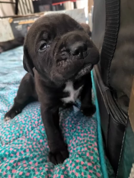 Cuccioli Cane Corso con Pedigree | Foto 2