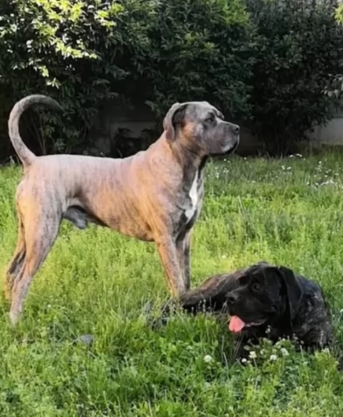 Cuccioli Cane Corso con Pedigree | Foto 1